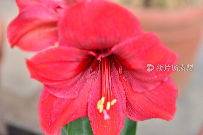 孤挺花/ Hippeastrum